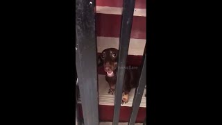 Dachshund Acts as the 'Vicious Guard' of her Family Home