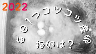 2022.5.7 #シジュウカラ #巣箱 #バードフィーダー #営巣 8日目 #産卵 3日目