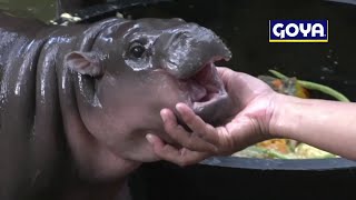 Viral baby hippo from Thailand causes business boom