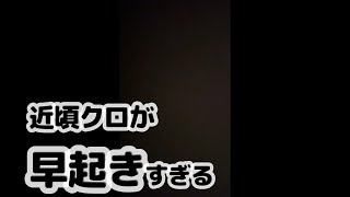 朝早起きな猫の鳴き声「おーんおーん」がたまらん