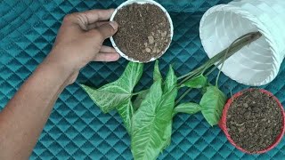 HOW TO GROW SYNGONIUM BY CUTTING AT HOME WITH UPDATES सिंगोनियम प्लांट को मिट्टी इस तरह से लगाए