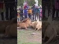 Lion VS Tiger | Tiger Vs Lion Comparison Hd 2023 Video - PITDOG #tiktok