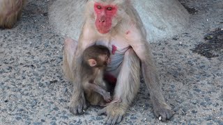 笑いと感動が詰まった猿たちの休日ルーティン！ / baby monkey monpai monyet 香川県 銚子渓 #小豆島 #お猿の国