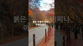 내장산 마지막 단풍 산책The last autumn leaves of Naejangsan Mountain in 2024