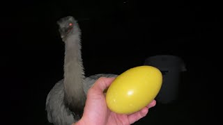 I should NOT have Taken this Egg...