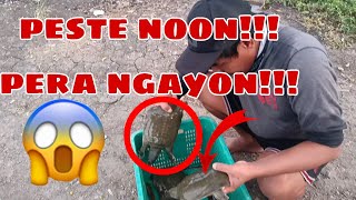 Peste kung ituring | ngayon isa sila mga pinagkakakitaan ng mga tao dito mamangha ka sa laki?