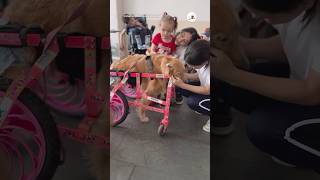 生きる姿に励まされる素敵な動画｜PECO #ゴールデンレトリバー #大型犬 #愛犬家 #goldenretriever #dog #goldenretrieverlove