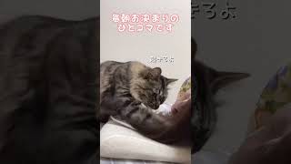 ネコと私のモーニングルーティーン⁇🙄#cat #shorts