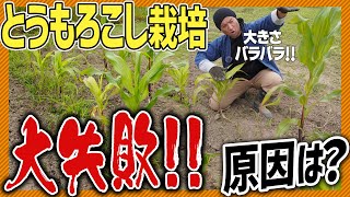 【大失敗！】トウモロコシ栽培🌽大きく育たない失敗例と対処法についてまるっと解説！