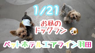 1/21 昼☀️ワンちゃんドッグラン〜猫ちゃん〜のご様子です♪羽田空港近くのペットホテルエアライン羽田にご宿泊中のペットちゃん達です♡