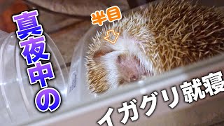 Hedgehog sleeping soundly even with thorns