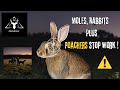 MFL Outdoors - Moles, Rabbit Shooting and Poachers || Hikmicro Alpex 4K LRF || Pulsar Helion