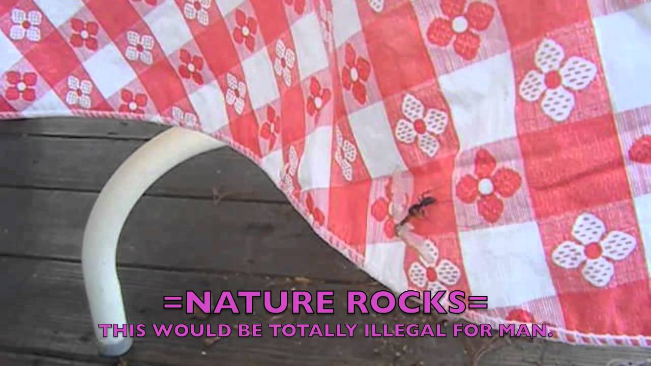 Worlds Most Extremely Shocking Video Ever Youtube
