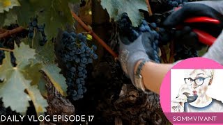 HOW TO MAKE WINE - FROM HARVEST TO BARREL - Daily Vlog, Ep.17