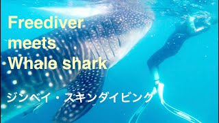 ジンベイザメ編スキンダイビング シトロバル・マリーナ セブ島ツアー2020/1/21①