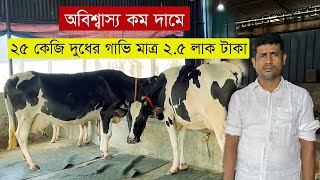 অবিশ্বাস্য কম দামে ২৫ কেজি দুধের গাভি মাত্র ২.৫ লাক টাকা