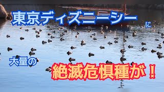 東京ディズニーシーにまさかの絶滅危惧種がいっぱい！【ホシハジロ】