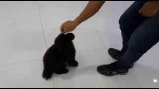 Felix poodle Obedience training