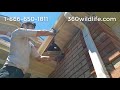 Baby Raccoon Removal (Baby Season) from soffit & between wall