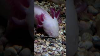 The Magnificent Axolotl: Master of Self-Regeneration #shorts #short #viral #animals