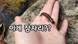 계곡에 이런 괴물이?  여름철 계곡 가기 전 알아야 할 생물 [오브리더]