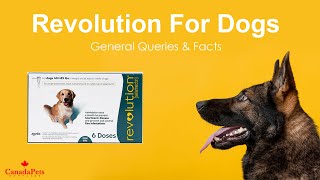 Revolution For Dogs  -- General Queries \u0026 Facts