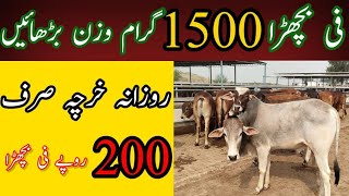 Feeding plan at Hafiz mustarqa cattles farmحافظ مشترکہ کیٹل فارم پر خوراک ڈالنے کا آسان طریقہ