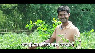 রোগবালাইকে নিজের বশে রাখার কার্যকরি পদ্ধতি । সমন্বিত বালাই ব্যবস্থাপনা । IPM