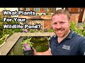 5 Essential Plants For YOUR WILDLIFE POND