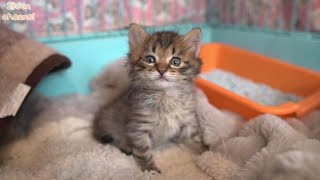 【作業中断動画9】子猫たちの日常 BGM・テロップなし 【生後30～35日 】【12代目おちびーず】