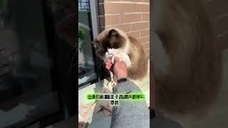 大哥遛弯儿回家了 吃饭还挺及时猫咪的迷惑行为 猫买回来一直响是为什么 小猫咪三分迷茫七分呆滞 10斤的猫9斤的反骨 这个猫有种清澈的愚蠢