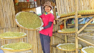 Growing and Harvesting Bean Sprouts To Sell At The Market, Cooking Pork Congee With Bean Sprouts.