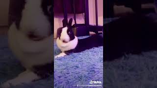 BUNNY IS ANNOYED