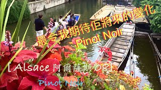 [ Tabi in Wine 葡萄酒旅 ] - Alsace 阿爾薩斯 08 - Pinot Noir（廣東話版）