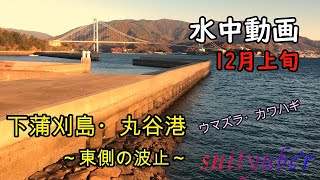 釣り人目線の水中動画　丸谷港・東側の波止（下蒲刈島）