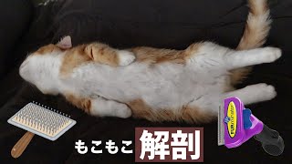 短足もこもこ猫がはじめてのブラッシングに挑戦！