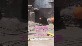 天王寺動物園　マレーグマのマーサちゃん🐻長い舌がベローンって可愛い☺️