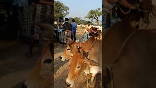 Elam bazar goat hut birbhum district West Bengal