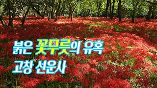 [고창 선운사] 붉은 꽃무릇의 유혹