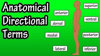 Anatomical Position And Directional Terms - Anatomical Terms - Directional Terms
