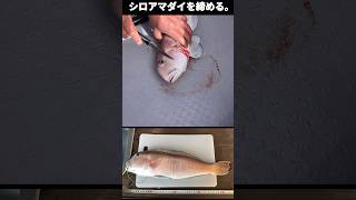 シロアマダイを締める。#アマラバ #タイラバ