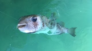 Catching Extremely Poisonous Fish in The Florida Keys