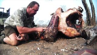 45/70 bullets test on Elephant leg bone \u0026 Skull