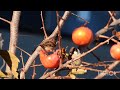 それぞれの柿 食べ方も色々！　メジロ スズメ ヒヨドリ ワカケホンセイインコ　石神井公園 12月中旬