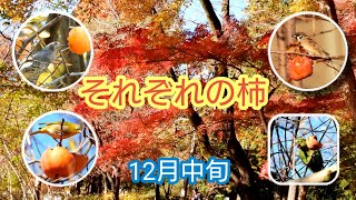 それぞれの柿  食べ方も色々！　メジロ スズメ ヒヨドリ ワカケホンセイインコ　石神井公園 12月中旬