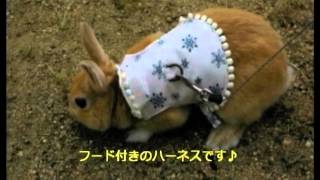 第147回 うさぎのおめめ part2（2012.10.18）