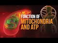 What is the function of Mitochondria and ATP?