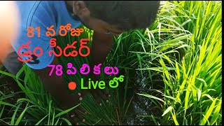 drum seeder day81==78 పి లి క లు