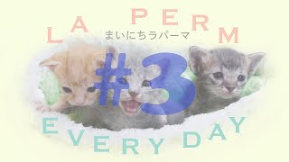 世界一の子猫の成長日記　まいにちラパーマ LaPerm Everyday vol. 3