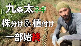 【自然農-Natural Farm in Japan】分けつ九条太ネギの株分け＆植え付けの様子